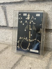 Very Rare Vintage Boreal Laboratories House Mouse Skeleton Taxidermy picture