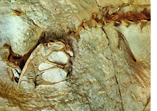 Dinosaur Fossils, Dinosaur Natl Monument, UT-CO Postcard picture