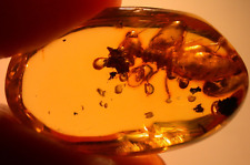 GIANT Termite with Ancient Methane Bubbles in Dominican Amber Fossil Gemstone picture