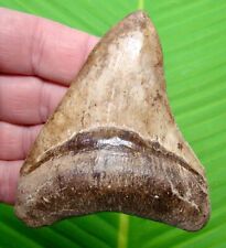 MEGALODON SHARK TOOTH  - 3 & 7/8 in. ST. MARY’S RIVER - GEORGIA - MEGLADONE picture