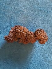 Genuine Fossil TURTLE POOP Coprolite DUNG - funny WEIRD GIFT picture