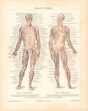 1905 ANATOMY PHYSIOLOGY ENGRAVING ILLUSTRATION PRINT 10pgs CENTERFOLD picture