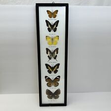 Vintage Real Butterfly Collection in Wood Frame w/ 7 Different Butterflies picture