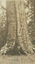 Vintage Photo Postcard Yosemite National Park CA  'Grizzly Giant' Redwood Tree picture