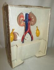 Vintage Medical Septra DS Antibiotic Medicine Plastic Display 3D Model picture