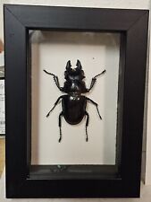 Real Framed  Stag Beetle (Lucanidae species) in Custom shadowbox frame  picture
