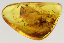 Big SPIDER body 5mm + & Parasitic WASP Genuine Large BALTIC AMBER 5.3gr 180703 picture