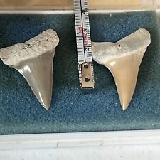 Lot Of Two Nice Isurus Hastalis “Mako” Shark Tooth Fossil Glossy picture