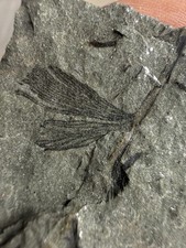 Archaeopteris Fossil Plant Devonian Catskill Formation Pennsylvania E5 picture