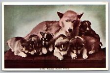 Alaskan Huskie Family WB Postcard UNP VTG Unused Vintage HHT picture