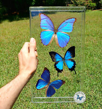 Real 3D Framed Butterflies: 3 Blue Butterflies- Acrylic Frame - Blue Morpho picture