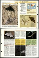 Peppered Moth #37 Insects Wildlife Fact File Fold-Out Card picture