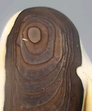 BLUE BIGGS PICTURE JASPER Tumbled Stone Fabulous Pattern for Display. (48 grams) picture