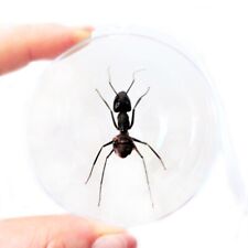 Camponotus gigas REAL BULLET ANT MALAYSIA CHRISTMAS ORNAMENT GIFT picture