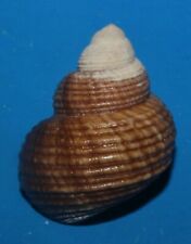 Tonyshells Freshwater Snail Viviparus mainitensis 30mm F+++/gem Superb  picture