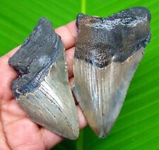 TWO MEGALODON SHARK TOOTH - SHARK TEETH  - REAL FOSSIL - NO REPAIR - MEGLADONE picture