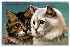c1910s Cute Cats Kittens Suffrage We Don't Care If We Never Have A Vote Postcard picture