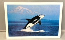 Orca In The San Juans Postcard By Ken Balcomb/Center For Whale Research picture