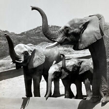 Vintage 1972 African Elephant Feeding San Diego Wild Animal Park Press Photo picture