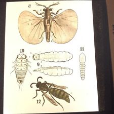 Magic Lantern Glass Slide Entomology Strepsidtera Bee Parasites picture