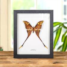 Taxidermy Female Sulawesi Moon Moth in Box Frame (Actias isis) picture