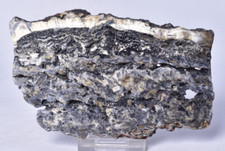 MICROBIAL MAT, Dresser Fmt, Stromatolite, North Pole Dome S137 picture
