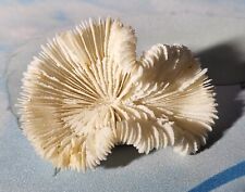 Coral Skeleton Brain Coral Home Decor (Real Coral) picture