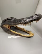 Head From 7 Foot Wild Louisiana Gator picture