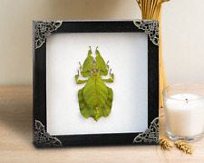 Taxidermy Walking Leaf Insect Framed Real Insect Art Decor Gift For Mom picture
