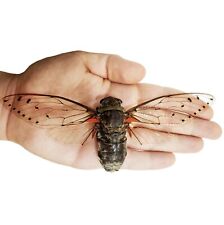 Pomponia intermedia ONE REAL CLEARWING CICADA THAILAND MOUNTED WINGS SPREAD picture