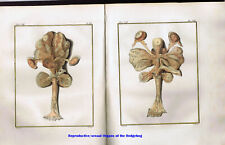 Reproductive/Sexual Organs of Hedgehog- Hand Colored 1767 Buffon Natural History picture