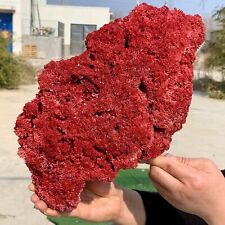 2.7LB Natural Red coral reef Cluster Ocean Mineral Crystal Specimen picture