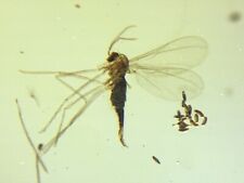 Mosquito 🦟 emergency ovulation  burmite Cretaceous Amber fossil dinosaurs era picture