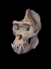Male Gorilla Skull Replica Life Size Primate Anatomy Premium Resin AUS Made picture