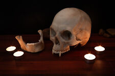 Vampire Skull - life sized - super detailed - Resin Printed High Quality Piece. picture