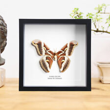  Indian Eri Silkmoth (Samia cynthia ricini)  Butterfly Frame / Home Decor picture
