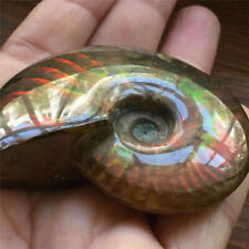 Natural Crystal Iridescent Ammonite Ammolite Facet Specimen Spotted Snail Fossil picture