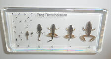 Frog Life Cycle Set East Asian Bullfrog 8 Stages Animal Specimen Learning Aid picture