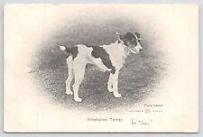 Animal~Wirehaired Terrier Dog On Leash & On Best Behavior~Show Pose~Vintage PC picture