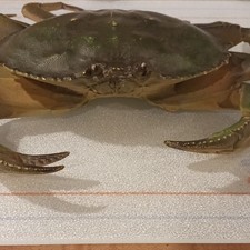 Plastic Shellfish Crab Figurine Replica Model - Made in China picture