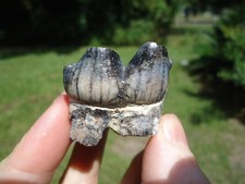 STUNNING BLUE BABY EXTINCT MEGAFAUNA MAMMAL TOOTH ICE AGE JAW BONES SKULL FL @ picture