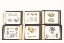 Rare Magic Lantern Slides Set of 6 Medical Reproductive 1900's 4 x 3 1/4