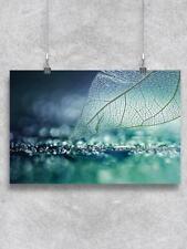 Skeleton Leaf Dew Drops Poster -Image by Shutterstock picture