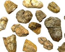 Natural Trilobite Fossils, 1 lb CLEARANCE Lots (500 Million Year Old Arthropod) picture
