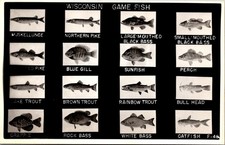 Wisconsin Game Fish Freshwater Sport Fishing Species RPPC Postcard         32537 picture