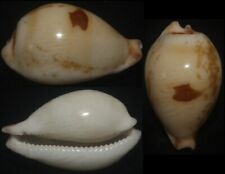 Tonyshells Seashells Cypraea hirasei SUPERB 39mm F+++/gem superb pattern picture