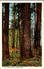 Postcard Dwarfed by Trees Two Loggers Look to the Tree Tops  WA Washington L-233 picture