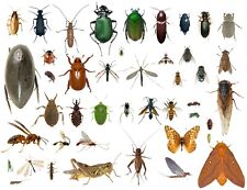 35+ Dead Bugs Entomology Class Insect Bug Collection IDENTIFIED USA In Alcohol picture
