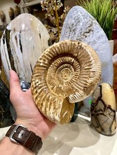 Ammonite Fossil Conch Specimen Crystal Healing Yoga Meditation Reiki Rock ZENDA picture