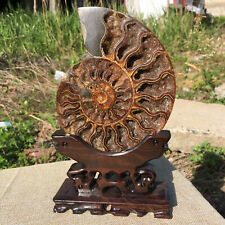 1pc Natural ammonite fossil conch Crystal specimen healing Reiki+stand picture
